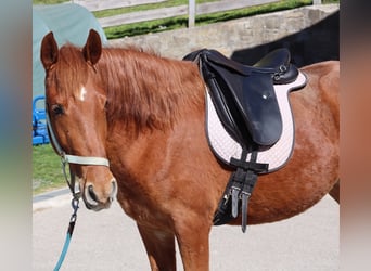 Rocky Mountain Horse, Mare, 3 years, 14,1 hh, Chestnut-Red