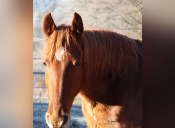 Rocky Mountain Horse, Mare, 3 years, 14,1 hh, Chestnut-Red