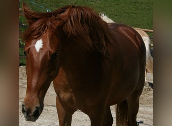 Rocky Mountain Horse, Mare, 3 years, 14,1 hh, Chestnut-Red