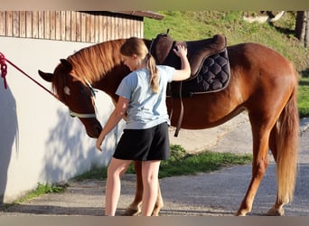 Rocky Mountain Horse, Mare, 3 years, 14,1 hh, Chestnut-Red