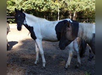 Rocky Mountain Horse, Mare, 3 years, 15.1 hh, Pinto