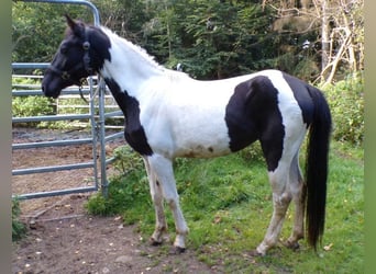 Rocky Mountain Horse, Mare, 3 years, 15,1 hh, Pinto