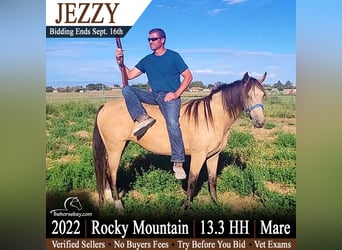 Rocky Mountain Horse, Mare, 4 years, 13.2 hh, Buckskin
