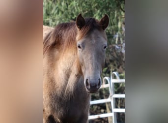 Rocky Mountain Horse, Mare, 4 years, 14,1 hh, Champagne