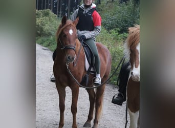 Rocky Mountain Horse, Mare, 4 years, 14,2 hh, Chestnut-Red