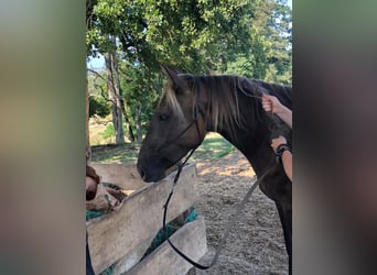 Rocky Mountain Horse Mix, Mare, 4 years, 15.2 hh, Dun