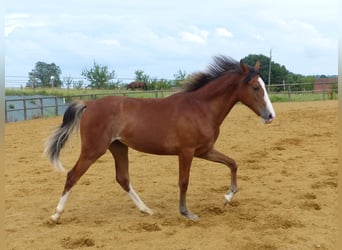 Rocky Mountain Horse, Mare, 4 years, 15 hh, Sabino