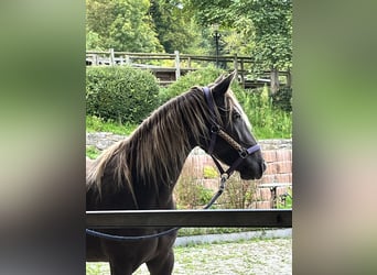 Rocky Mountain Horse, Mare, 4 years, 15,1 hh, Overo-all-colors