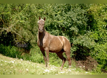 Rocky Mountain Horse, Mare, 5 years, 14.2 hh, Buckskin