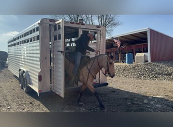 Rocky Mountain Horse, Mare, 5 years, 14.2 hh, Buckskin