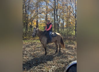 Rocky Mountain Horse, Mare, 5 years, 14.2 hh, Buckskin