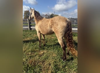 Rocky Mountain Horse, Mare, 5 years, 14,2 hh, Buckskin