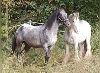 Rocky Mountain Horse Mix, Mare, 5 years, 15 hh, Leopard-Piebald
