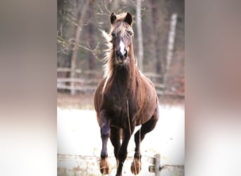 Rocky Mountain Horse, Mare, 6 years, 14.2 hh, Brown