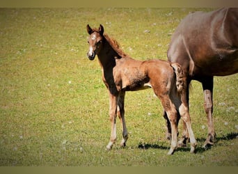 Rocky Mountain Horse, Mare, 6 years, 14.2 hh, Brown