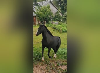 Rocky Mountain Horse, Mare, 6 years, 14,3 hh, Black