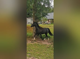 Rocky Mountain Horse, Mare, 6 years, 14,3 hh, Black