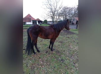 Rocky Mountain Horse, Mare, 6 years, 14.3 hh, Brown
