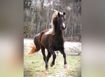 Rocky Mountain Horse, Mare, 6 years, 14,2 hh, Brown