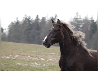 Rocky Mountain Horse, Mare, 6 years, 14,2 hh, Brown