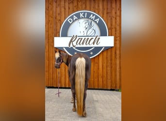 Rocky Mountain Horse, Mare, 7 years, 14.2 hh, Brown