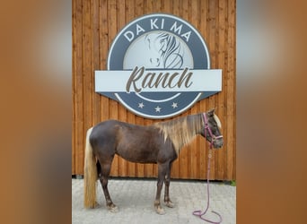Rocky Mountain Horse, Mare, 7 years, 14.2 hh, Brown