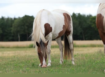Rocky Mountain Horse Mix, Mare, 7 years, 14.2 hh, Pinto