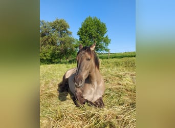 Rocky Mountain Horse, Mare, 7 years, 14.3 hh, Dun