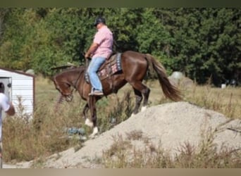 Rocky Mountain Horse, Mare, 7 years, 15 hh, Sorrel
