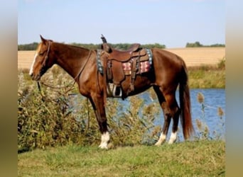 Rocky Mountain Horse, Mare, 7 years, 15 hh, Sorrel