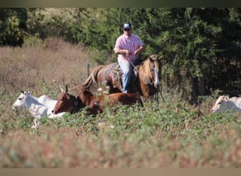 Rocky Mountain Horse, Mare, 7 years, 15 hh, Sorrel