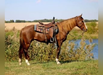 Rocky Mountain Horse, Mare, 7 years, 15 hh, Sorrel