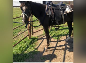 Rocky Mountain Horse Mix, Mare, 7 years, Black
