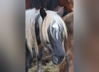 Rocky Mountain Horse, Mare, 8 years, 14,1 hh, Black