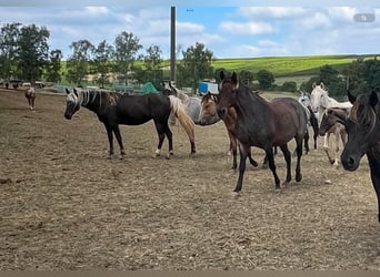 Rocky Mountain Horse, Mare, 8 years, 14,1 hh, Black