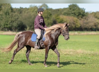 Rocky Mountain Horse, Mare, 8 years, 15.1 hh