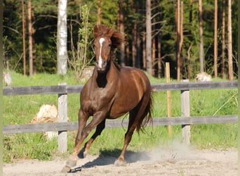 Rocky Mountain Horse, Merrie, 10 Jaar, 146 cm, Roodvos