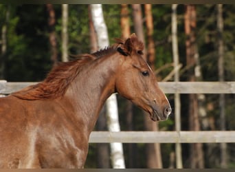Rocky Mountain Horse, Merrie, 10 Jaar, 148 cm, Roodvos