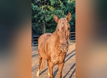 Rocky Mountain Horse, Merrie, 10 Jaar, 152 cm, Palomino