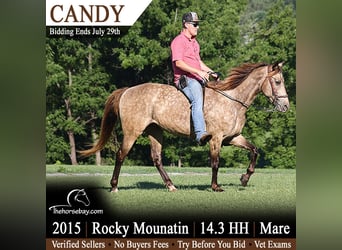 Rocky Mountain Horse, Merrie, 11 Jaar, 150 cm, Buckskin