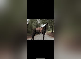 Rocky Mountain Horse, Merrie, 14 Jaar, 142 cm, Zwart