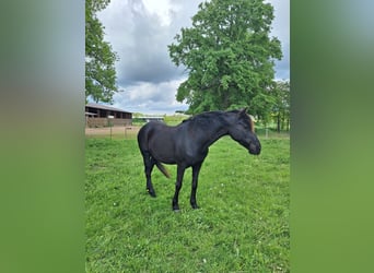 Rocky Mountain Horse, Merrie, 19 Jaar, 148 cm, Zwart
