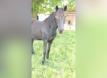 Rocky Mountain Horse, Merrie, 19 Jaar, 148 cm, Zwart