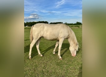 Rocky Mountain Horse, Merrie, 1 Jaar, 153 cm, Cremello