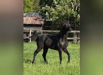 Rocky Mountain Horse, Merrie, 1 Jaar, 156 cm, Zwartbruin