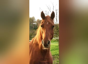 Rocky Mountain Horse, Merrie, 21 Jaar, 150 cm, Vos