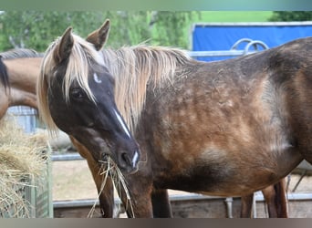 Rocky Mountain Horse, Merrie, 2 Jaar, 140 cm, Zwart