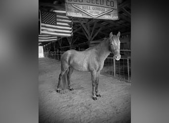 Rocky Mountain Horse, Merrie, 2 Jaar, 142 cm, Bruin