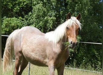 Rocky Mountain Horse, Merrie, 2 Jaar, 154 cm, Roan-Bay
