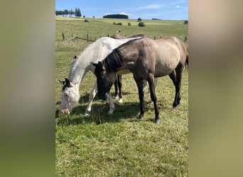 Rocky Mountain Horse Mix, Merrie, 2 Jaar, 155 cm, Grullo